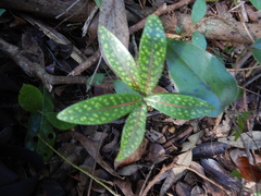 Coptosperma borbonicum
