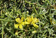 Verbascum spinosum