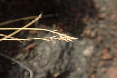 Festuca brevissima