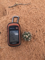 Coryphantha robustispina uncinata