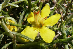 Verbascum spinosum