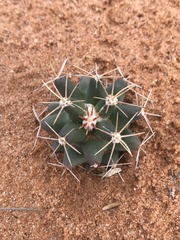 Coryphantha robustispina uncinata