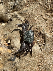 Metopograpsus messor