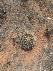 Coryphantha robustispina