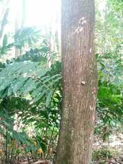 Matayba guianensis