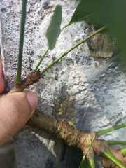 Matayba guianensis