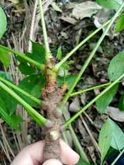 Matayba guianensis