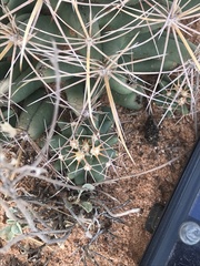 Coryphantha robustispina