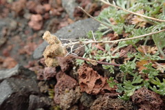 Artemisia glomerata