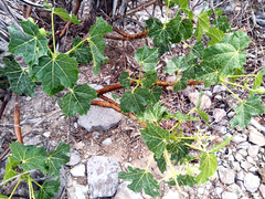 Cnidoscolus tehuacanensis