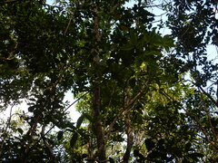 Coptosperma borbonicum