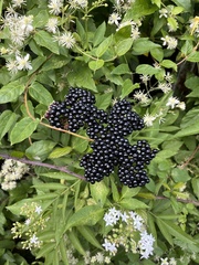 Sambucus ebulus