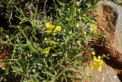 Verbascum spinosum