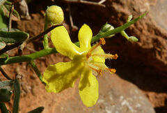 Verbascum spinosum