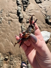 Metopograpsus messor