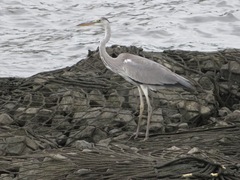 Ardea cinerea