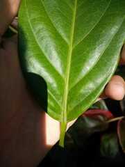Caryodendron orinocense