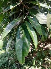 Caryodendron orinocense