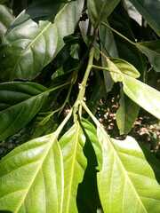 Caryodendron orinocense