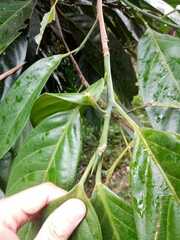 Caryodendron orinocense
