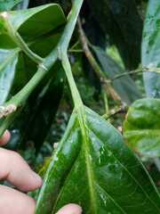 Caryodendron orinocense