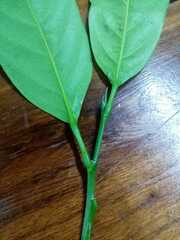 Caryodendron orinocense