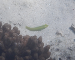 Halichoeres chloropterus