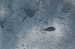 Neopomacentrus azysron