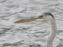 Ardea cinerea