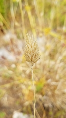 Phalaris californica