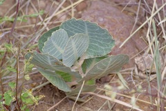 Asclepias nummularia