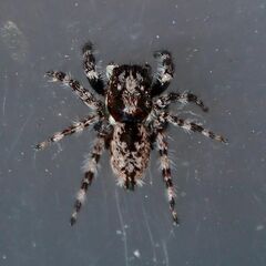 Menemerus brachygnathus