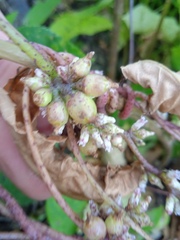 Cuscuta lupuliformis