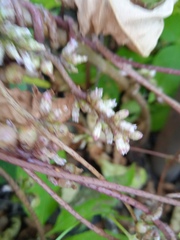 Cuscuta lupuliformis