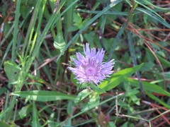 Stokesia laevis