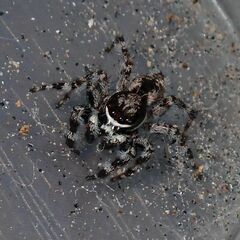 Menemerus brachygnathus