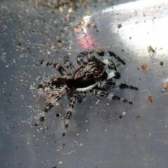 Menemerus brachygnathus