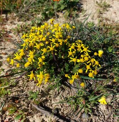Euryops virgatus
