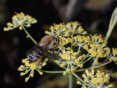 Colletes dimidiatus