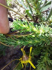 Euryops virgatus