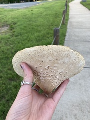 Chlorophyllum molybdites