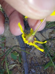 Euryops virgatus