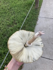 Chlorophyllum molybdites