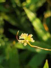 Cuscuta cephalanthi