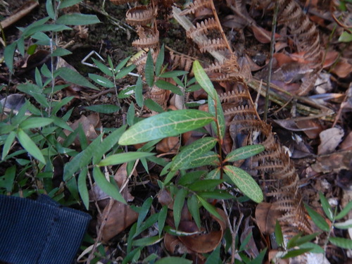 Olax psittacorum