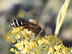 Colletes dimidiatus