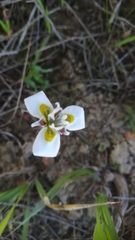 Moraea fergusoniae