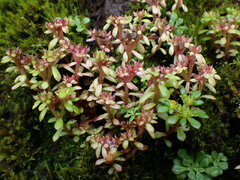 Sedum actinocarpum