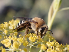 Colletes dimidiatus