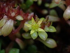 Sedum actinocarpum